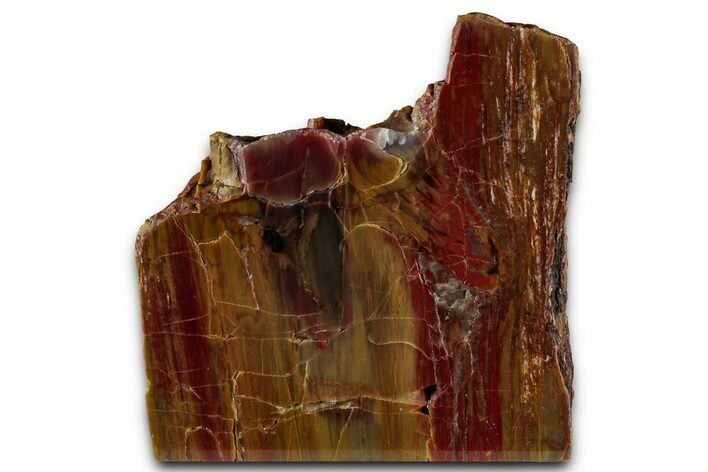 Polished Petrified Wood (Araucarioxylon) - Arizona #352496